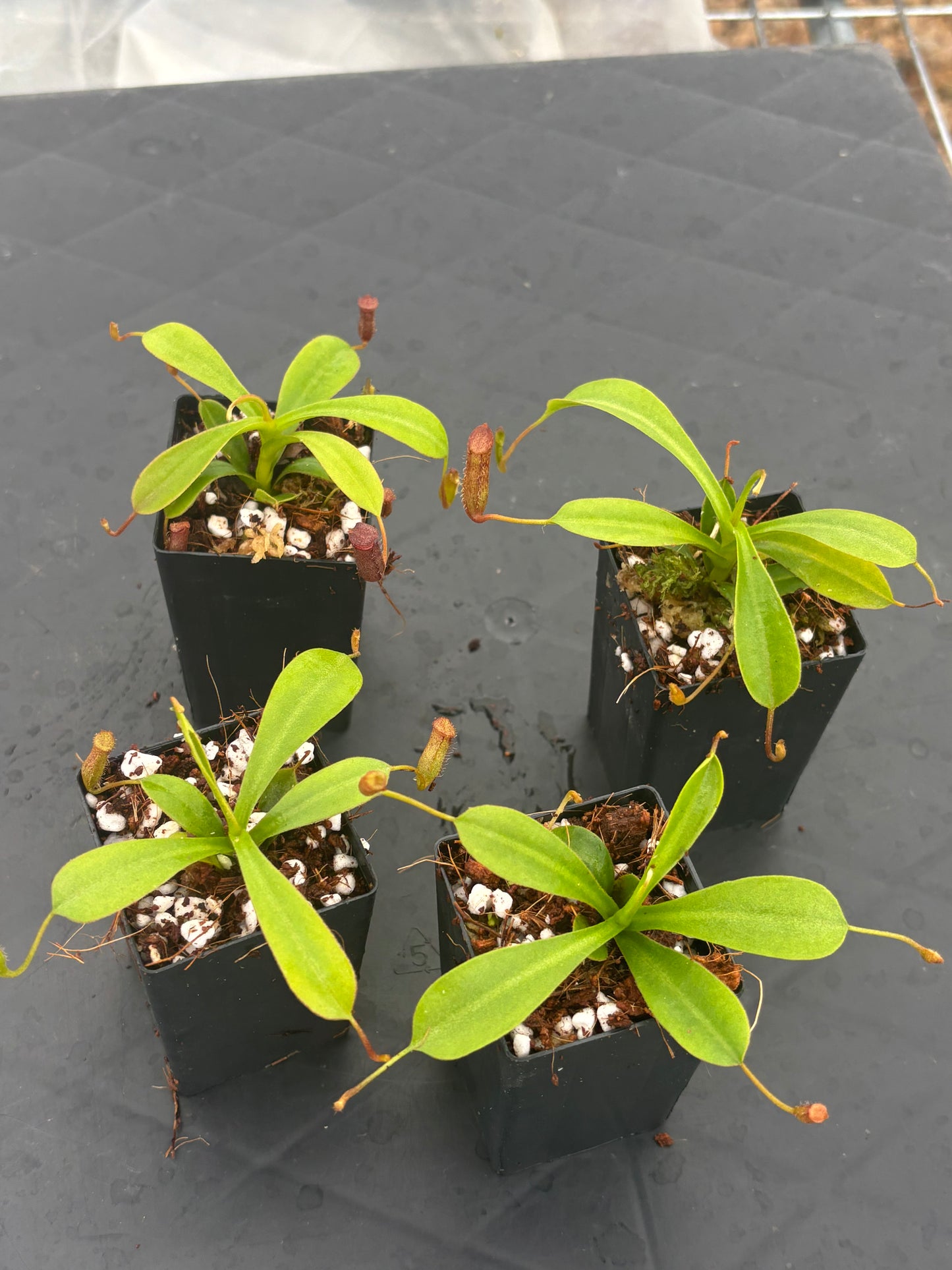 Nepenthes lowii x ventricosa