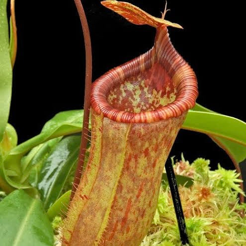 Nepenthes ventricosa x attenboroughii BE-4522