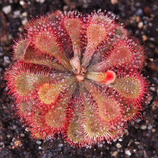 drosera natalensis