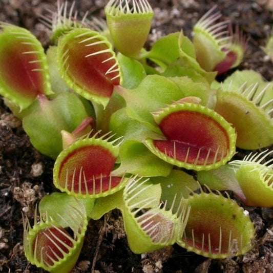 Dionaea muscipula Cupped Trap