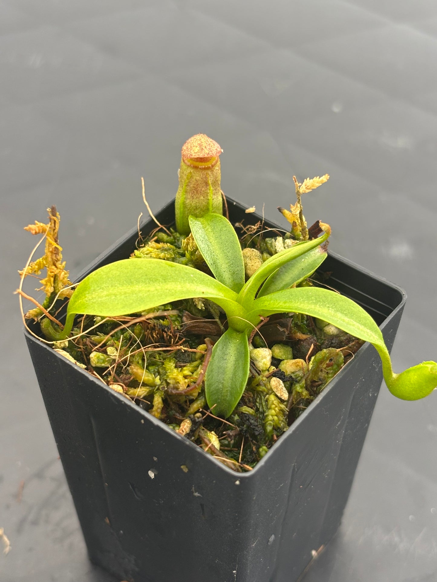 Nepenthes rajah x edwardsiana