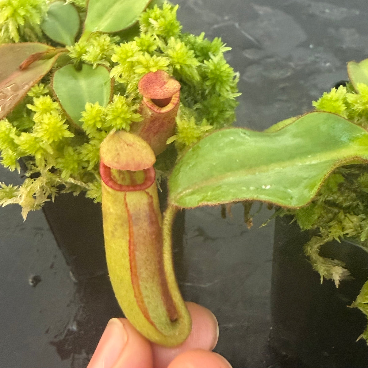 Nepenthes rajah x (veitchii x chaniana) BE-4666