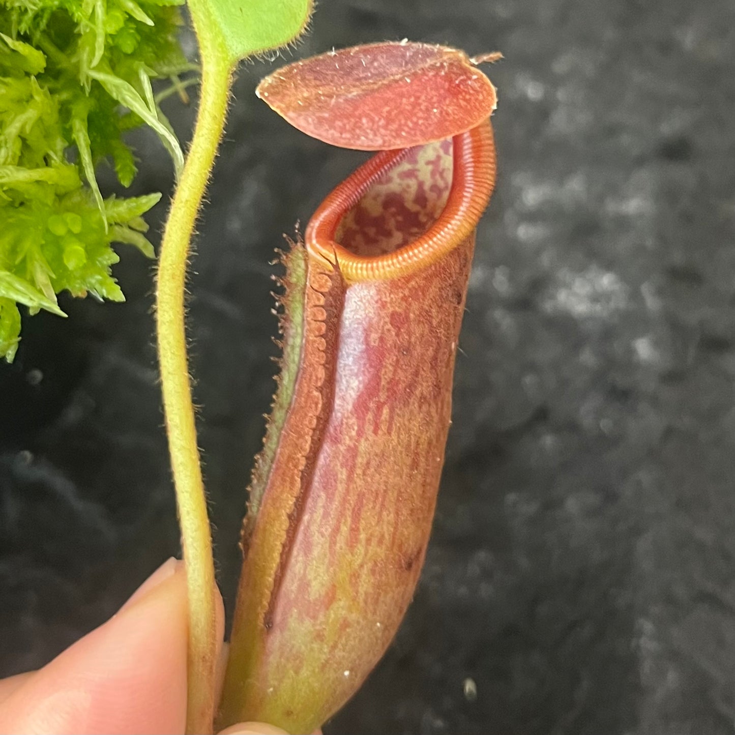 Nepenthes glandulifera x trusmadiensis