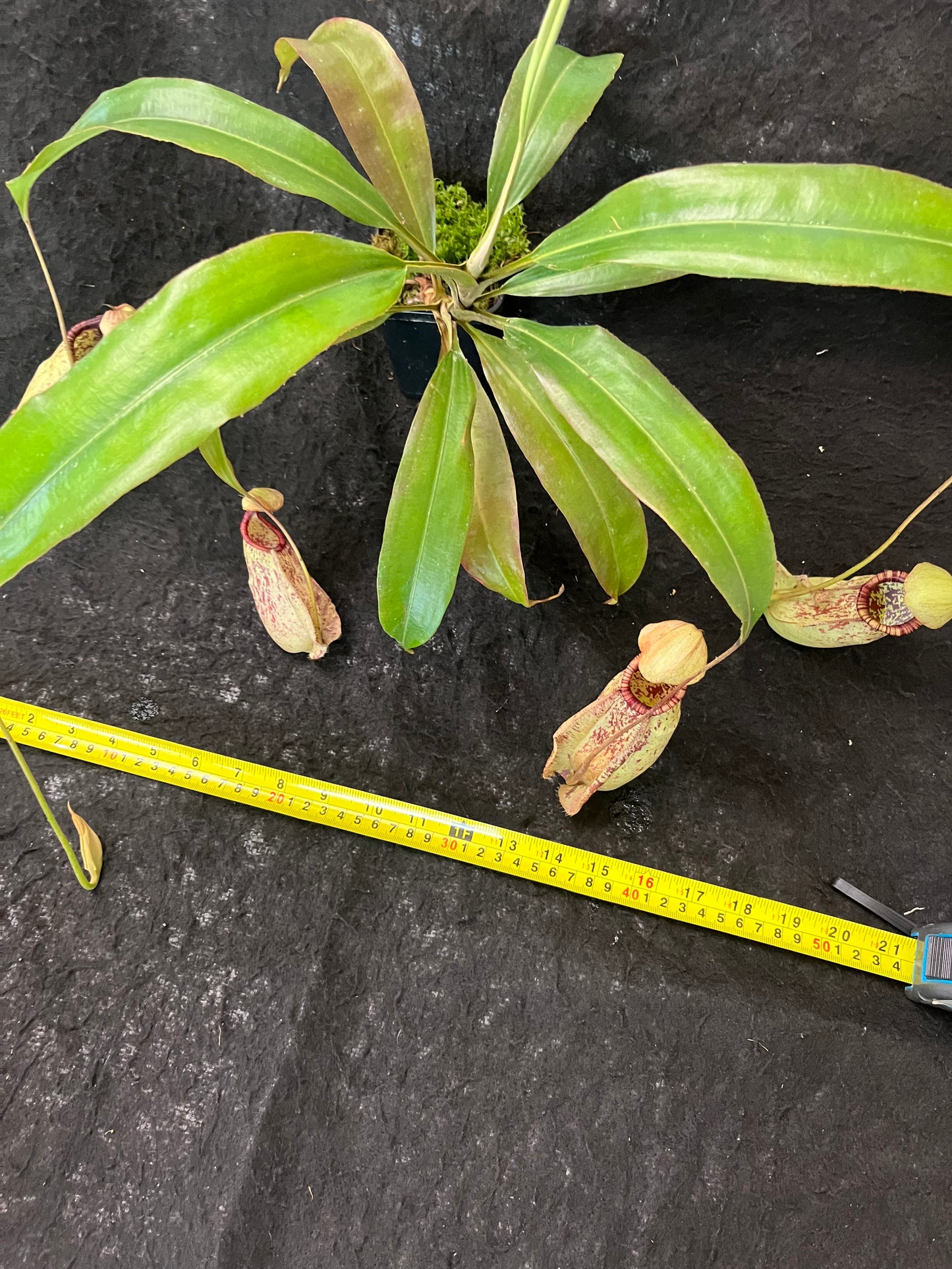 Nepenthes rafflesiana SG