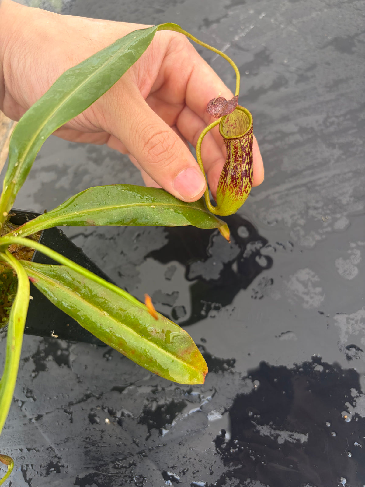 Nepenthes ceciliae BE-4600