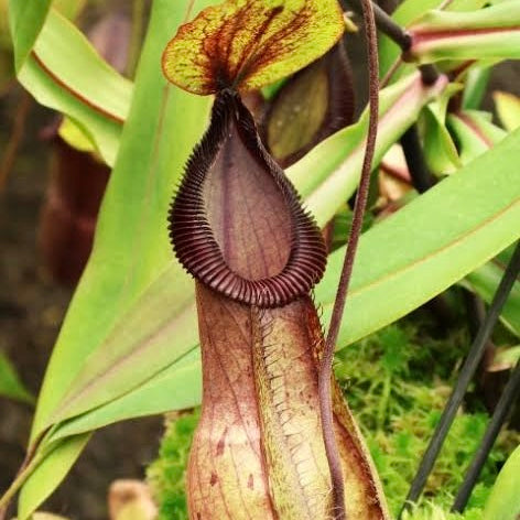 Nepenthes mirabilis var. globosa x hamata