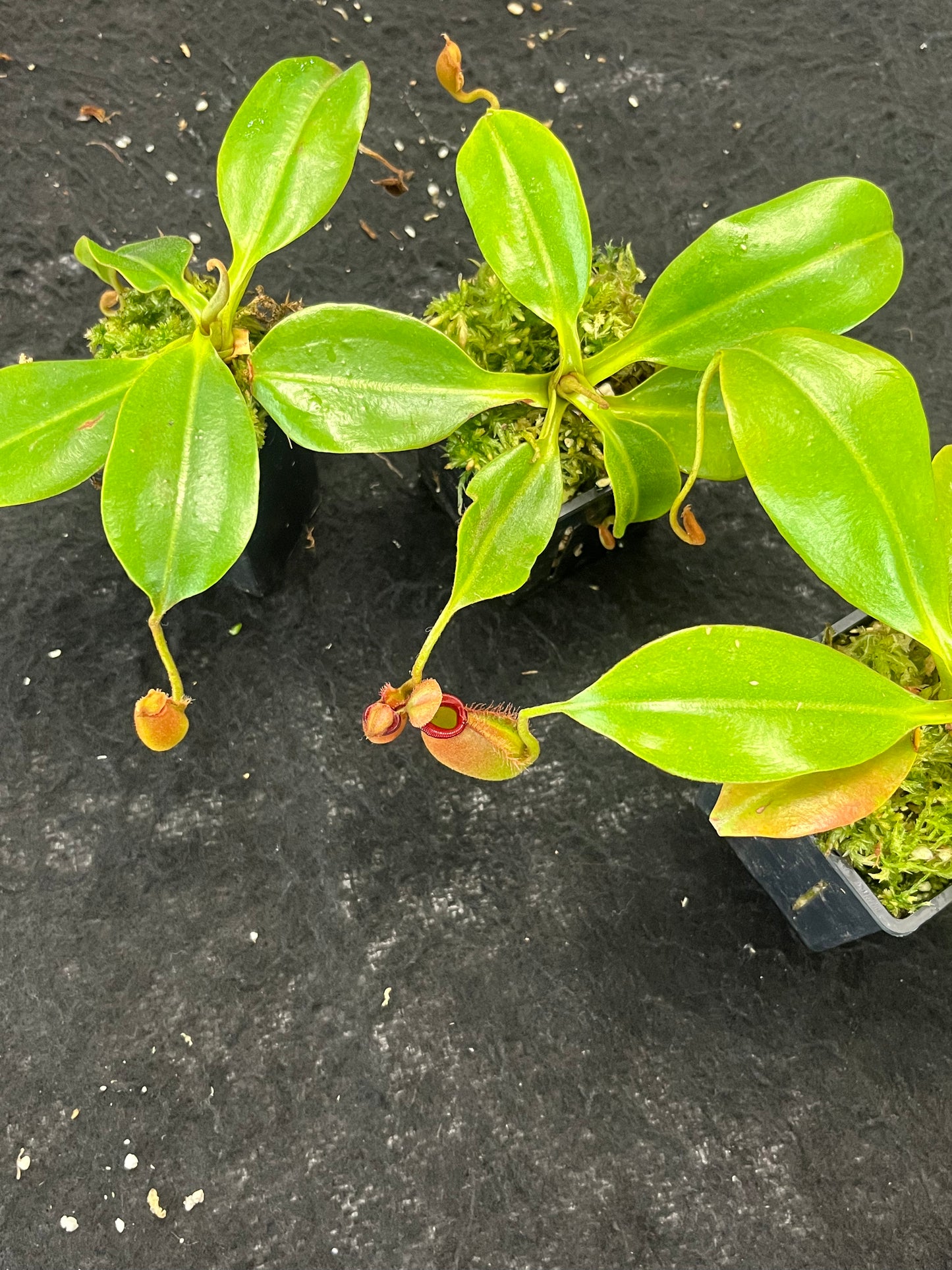 Nepenthes robcantleyi x ampullaria BE-3767