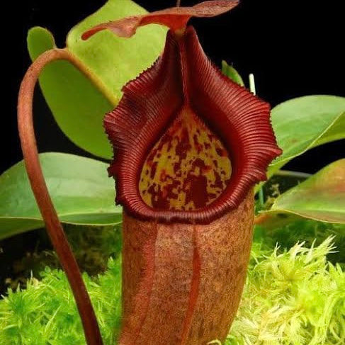 Nepenthes rajah x robcantleyi BE-4019