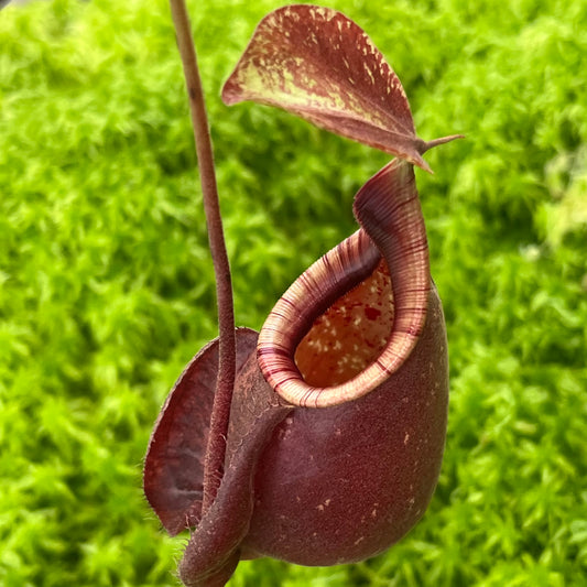 Nepenthes mirabilis var. globosa x rafflesiana SG