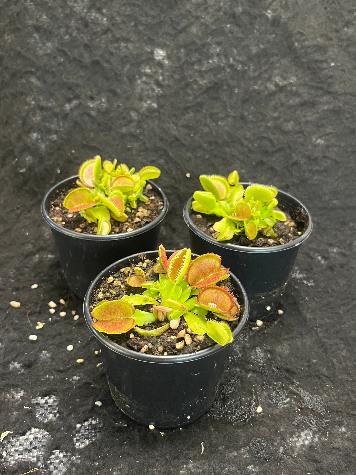 Dionaea muscipula 'Carboni Ardenti'