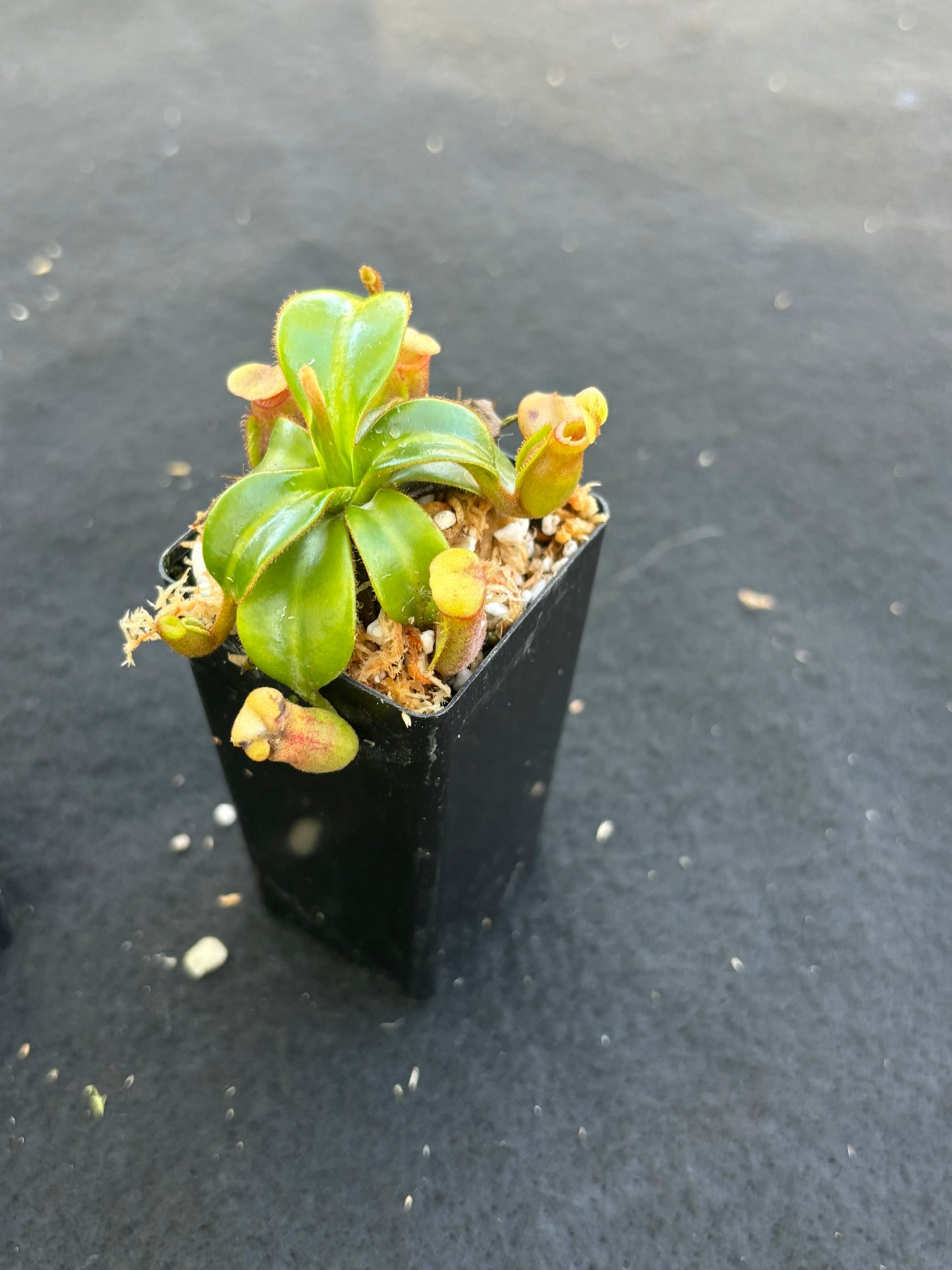 Nepenthes macrophyla