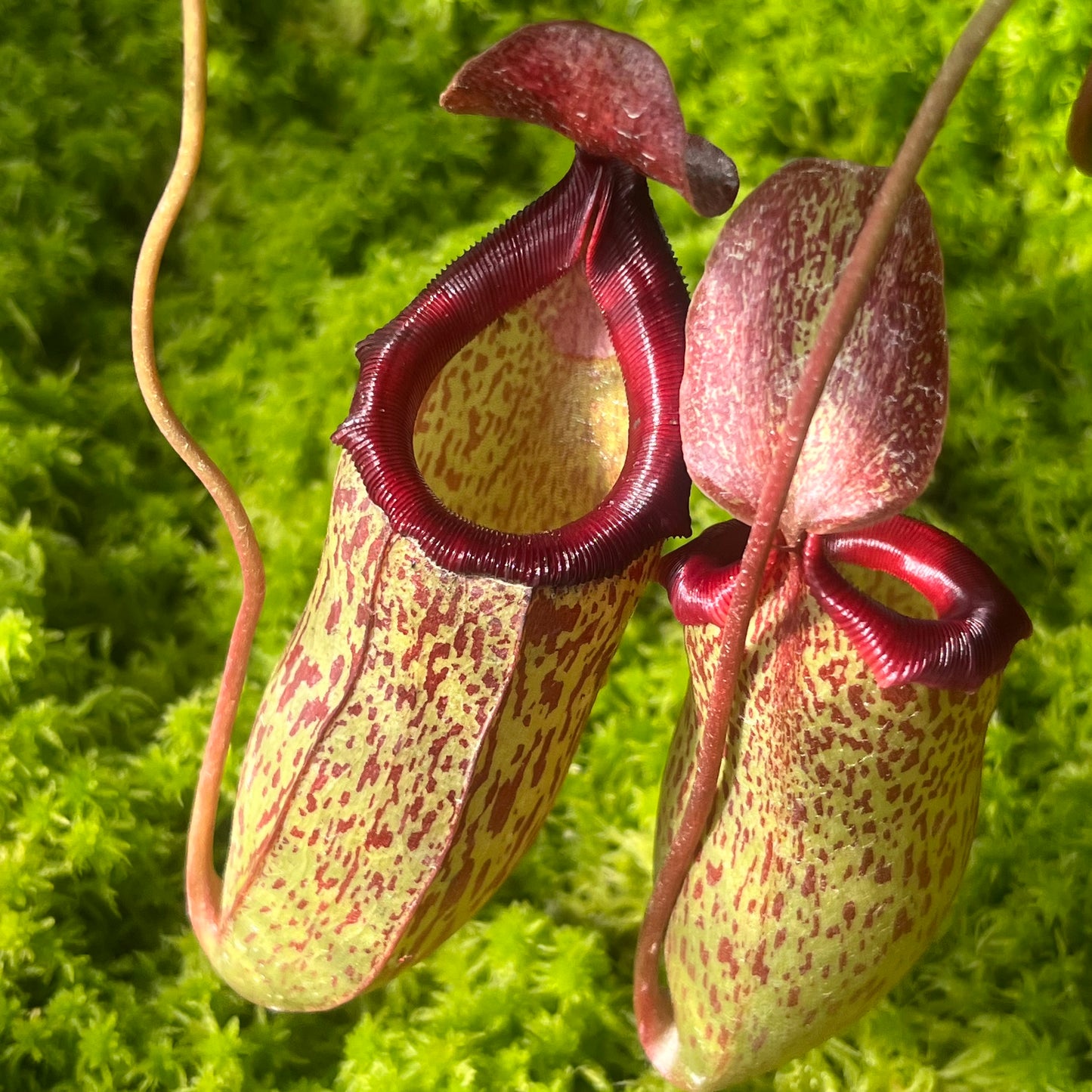 Nepenthes ventricosa x (maxima x talangensis) ‘Mimi's Kiss’