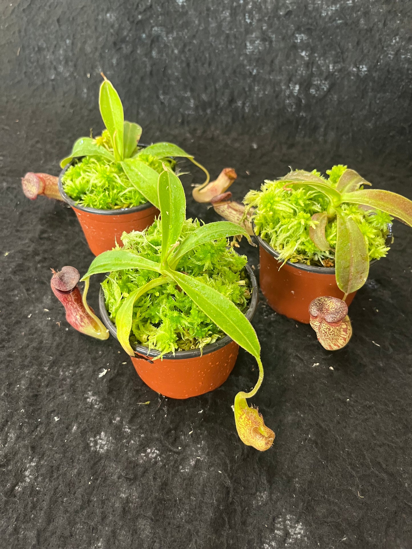 Nepenthes (aristolochioides x spectabilis) x klossii BE-4583