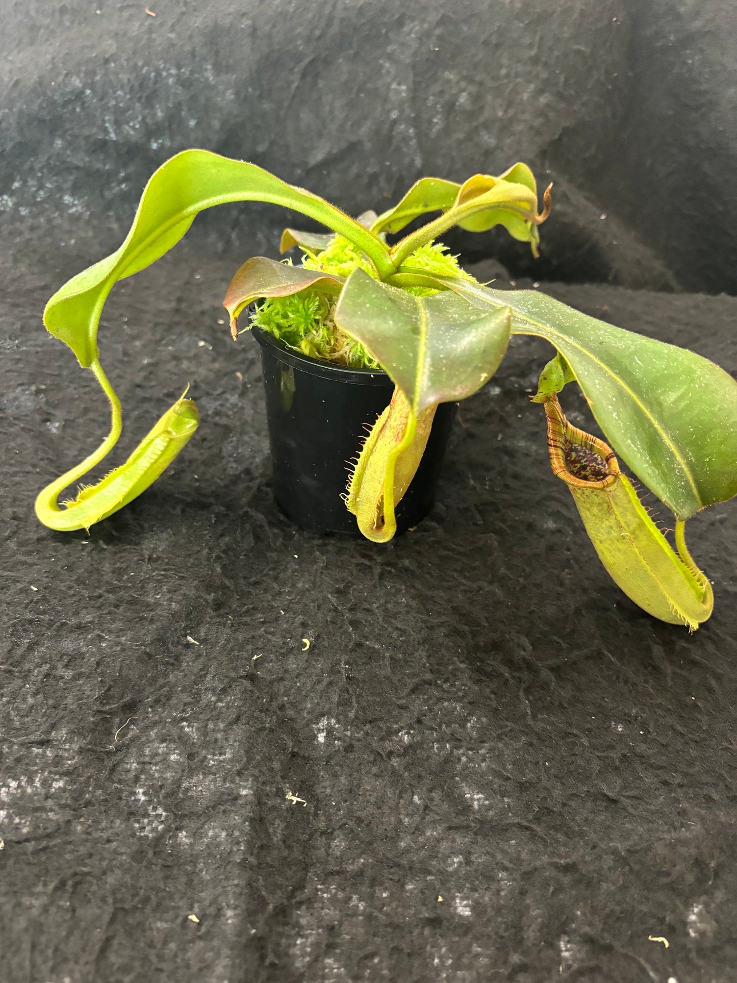 Nepenthes (mollis x veitchii) x maxima Wavy Leaves