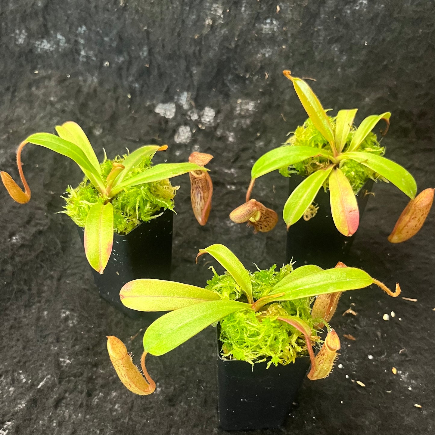 Nepenthes burkei x (burbidgeae x edwardsiana) BE-4531