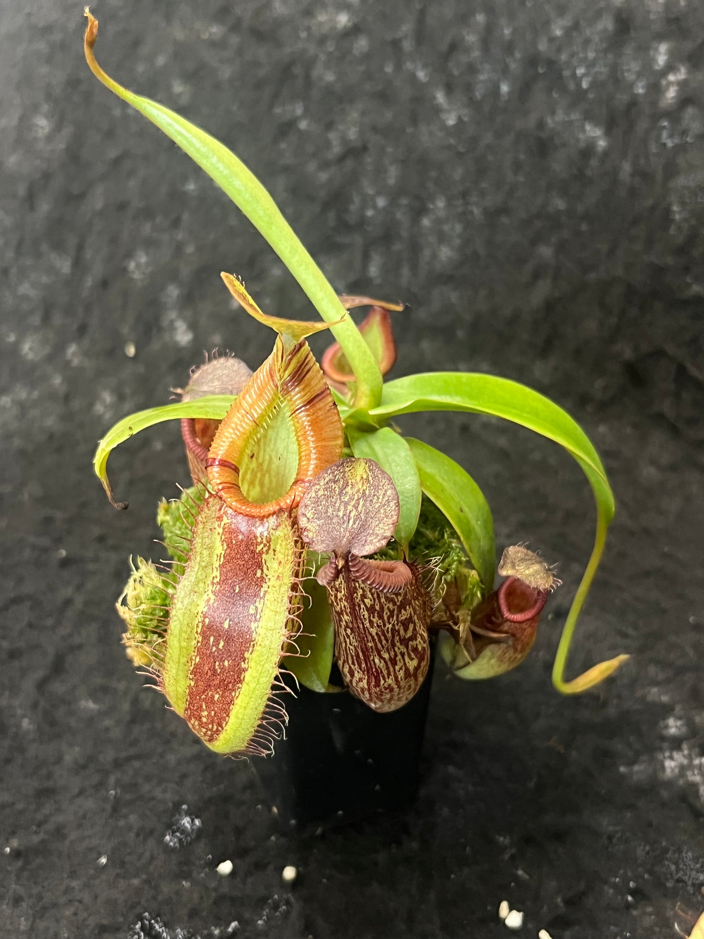 Nepenthes spectabilis x hamata BE-3871