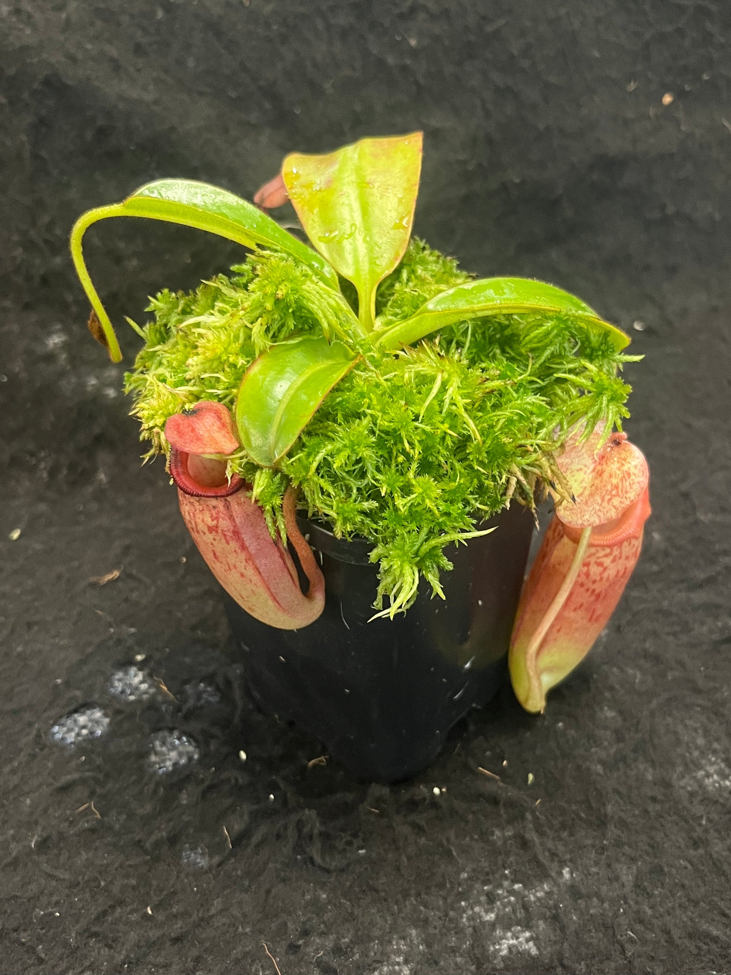 Nepenthes (veitchii x mira) x (burbidgeae x edwardsiana) BE-3992