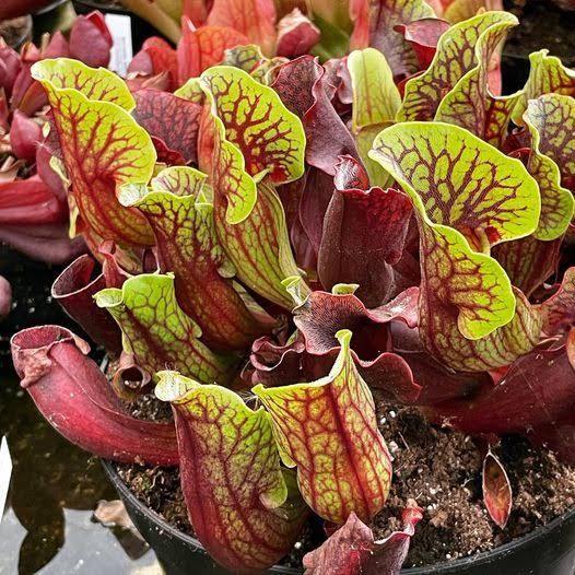 Sarracenia purpurea