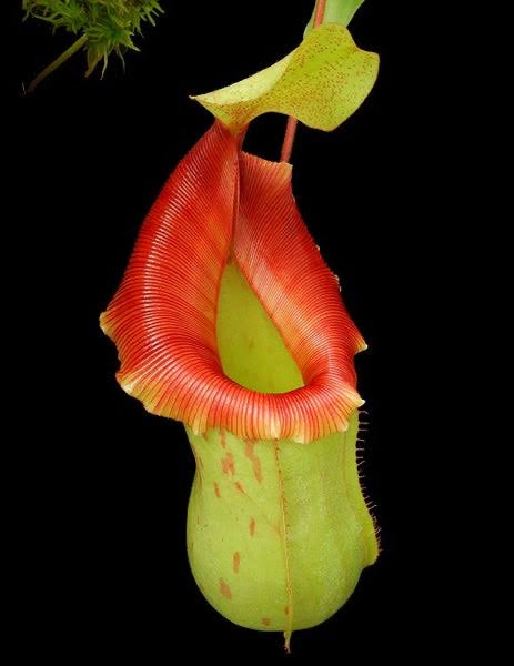 Nepenthes veitchii x ventricosa BE-4500