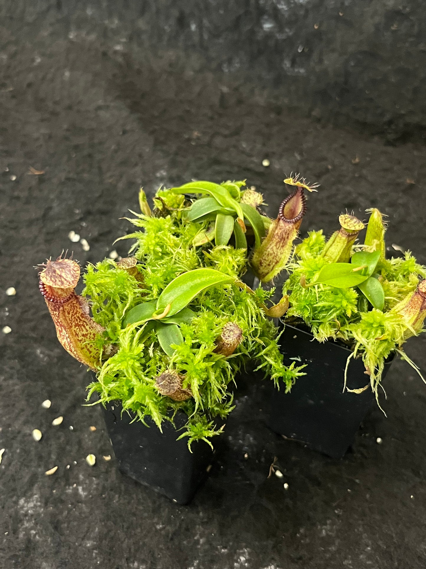 Nepenthes hamata BE-3380