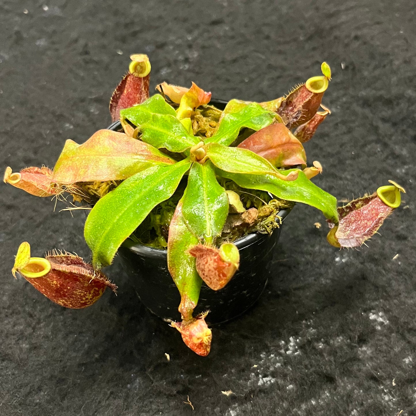 Nepenthes [mirabilis wings x (viking x ampullaria)] x (ampullaria x northiana) SG