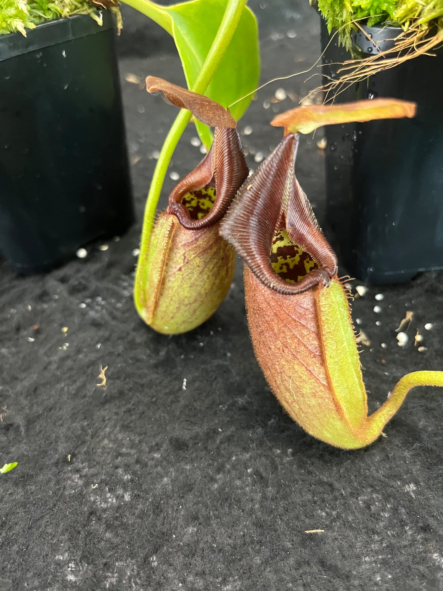 Nepenthes robcantleyi BE-3517