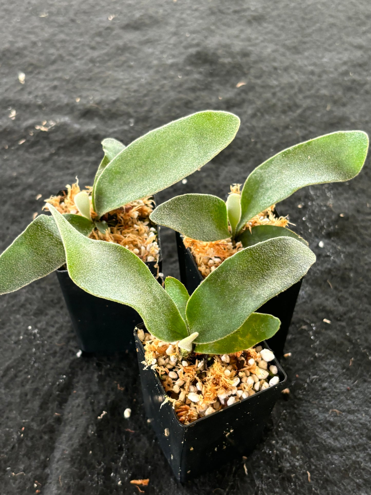 Platycerium willinckii 'Jade Girl'