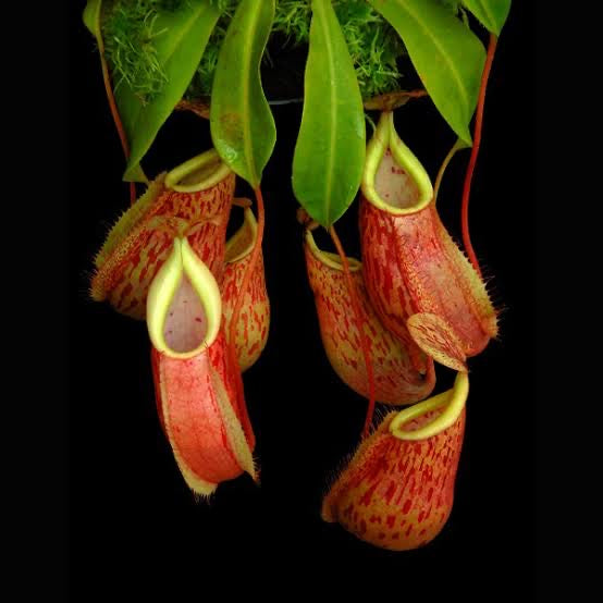 Nepenthes glabrata x veitchii BE 4563