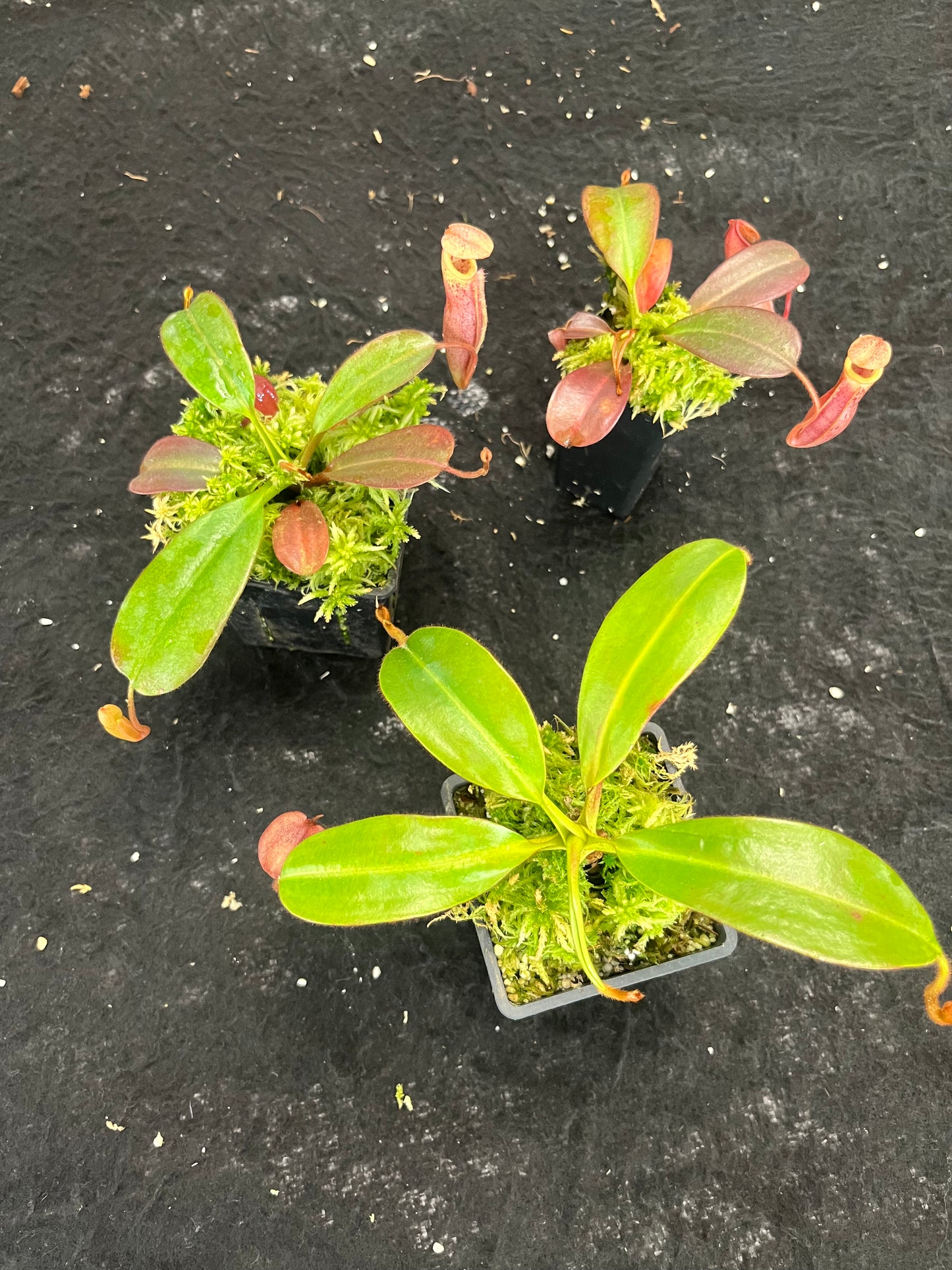 Nepenthes (veitchii x mira) x (burbidgeae x edwardsiana) BE-3992