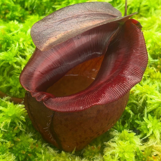Nepenthes rajah x tenuis BE-4083