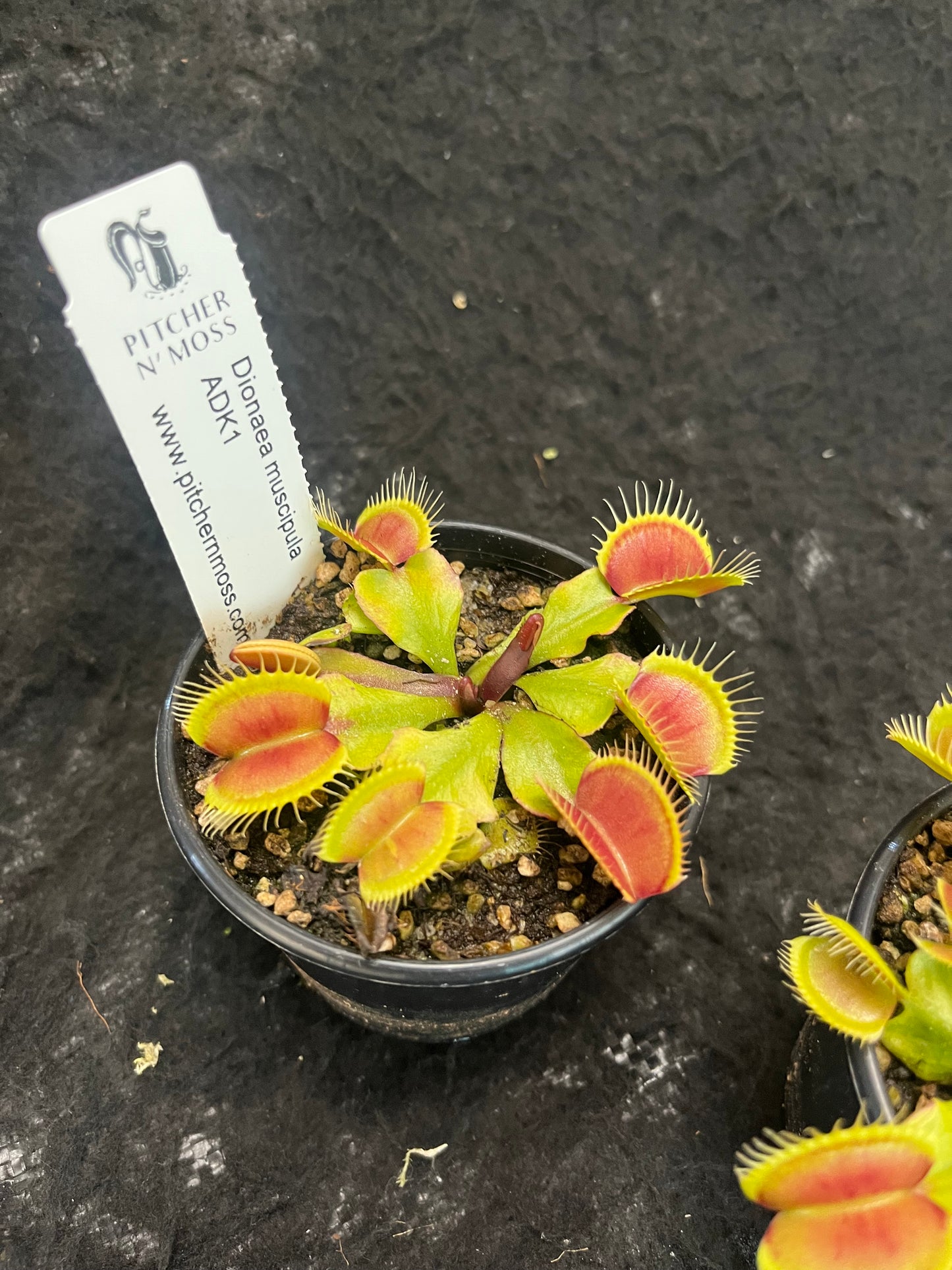 Dionaea muscipula ADK1