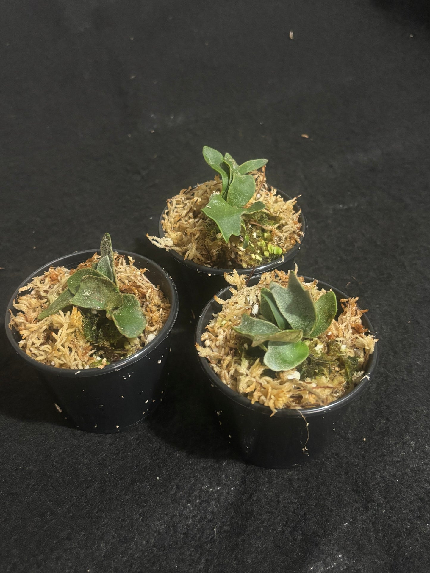 Platycerium willinckii ‘Bacteria’