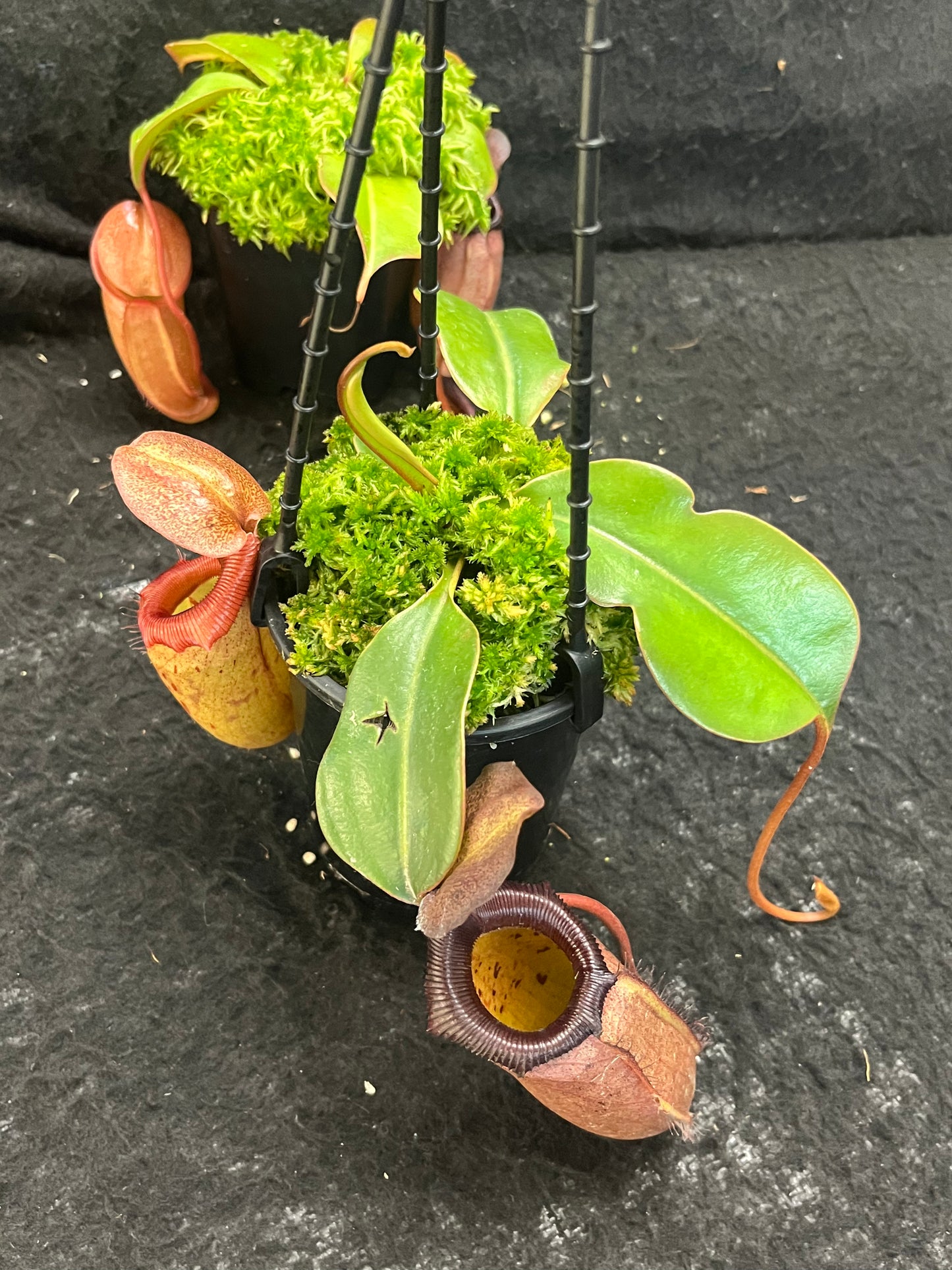 Nepenthes sibuyanensis x robcantleyi BE-3713