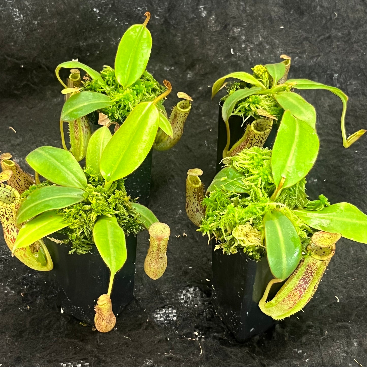 Nepenthes burbidgeae x platychila BE-3886