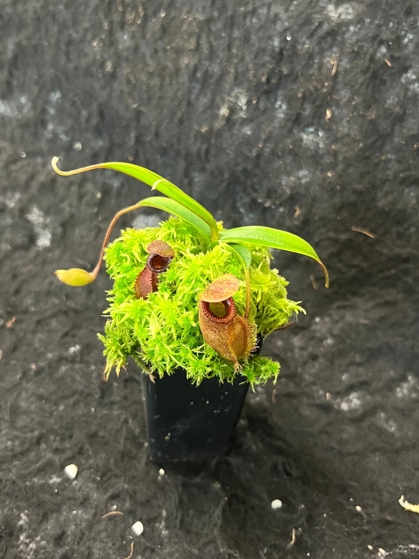 Nepenthes aristolochioides x diabolica BE-3898