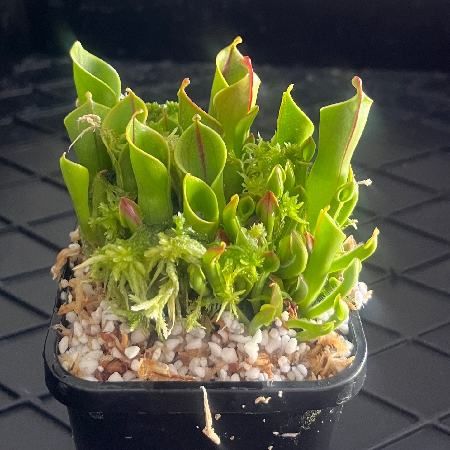 Heliamphora heterodoxa x minor