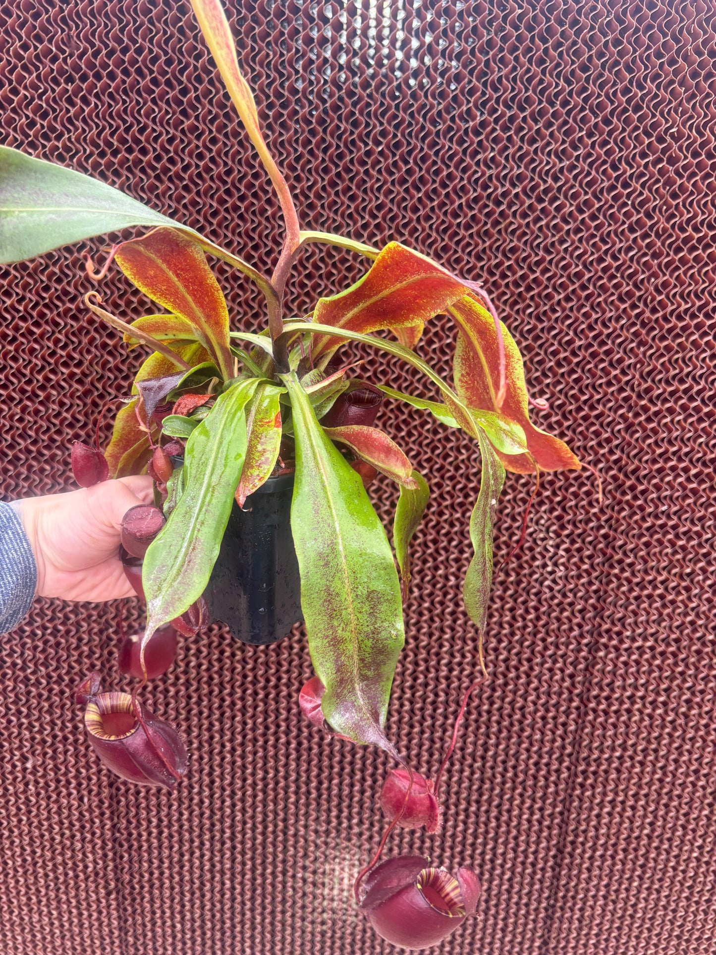 Nepenthes mirabilis var. globosa x ampullaria