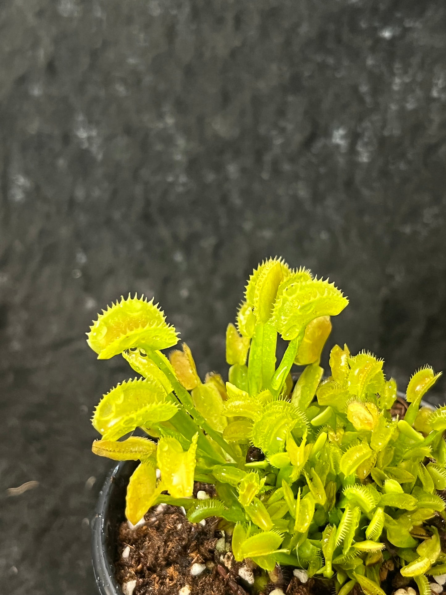 Dionaea muscipula DC XL x Up Giant #1