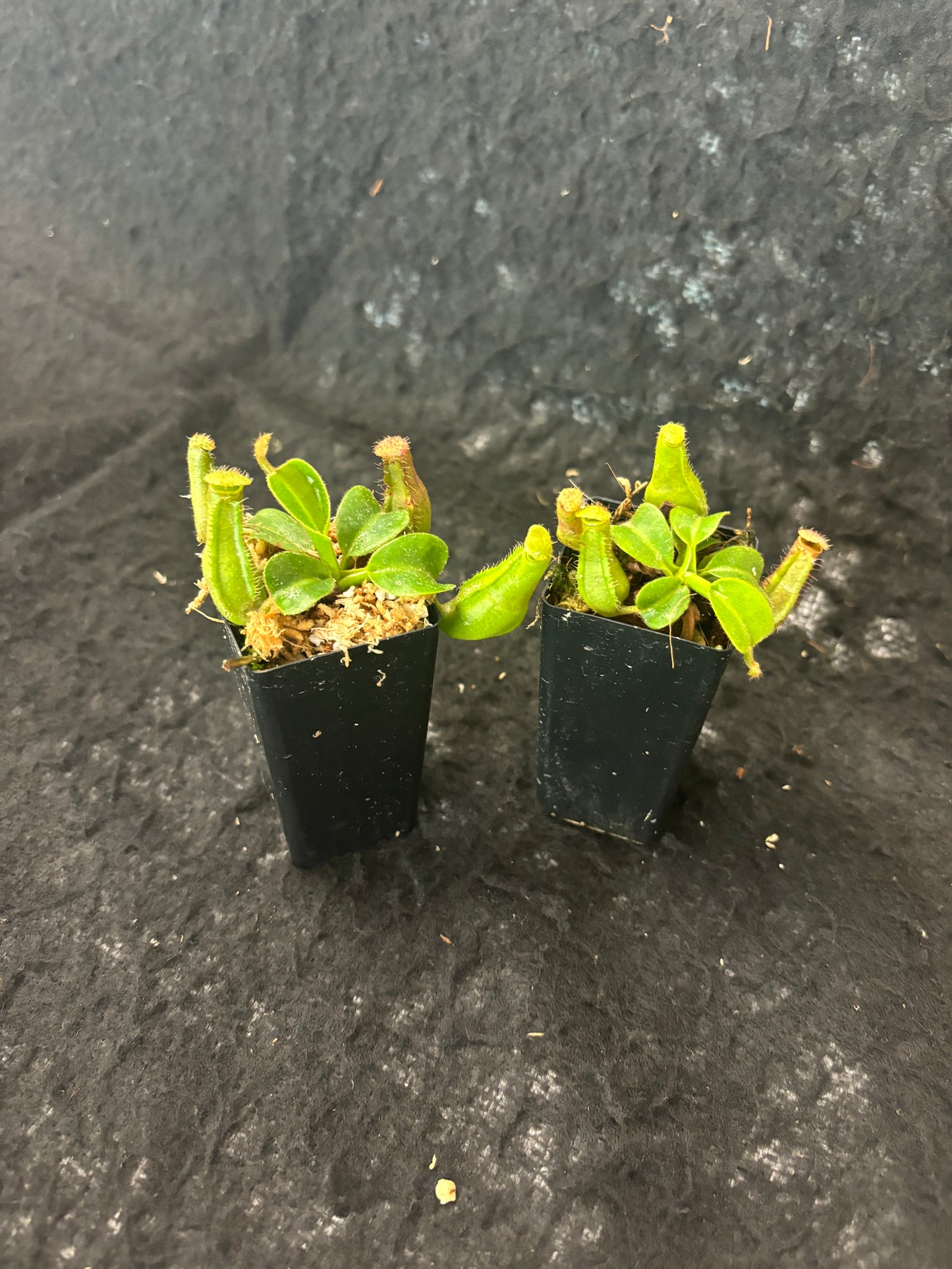 Nepenthes truncata (Mount Pasian)