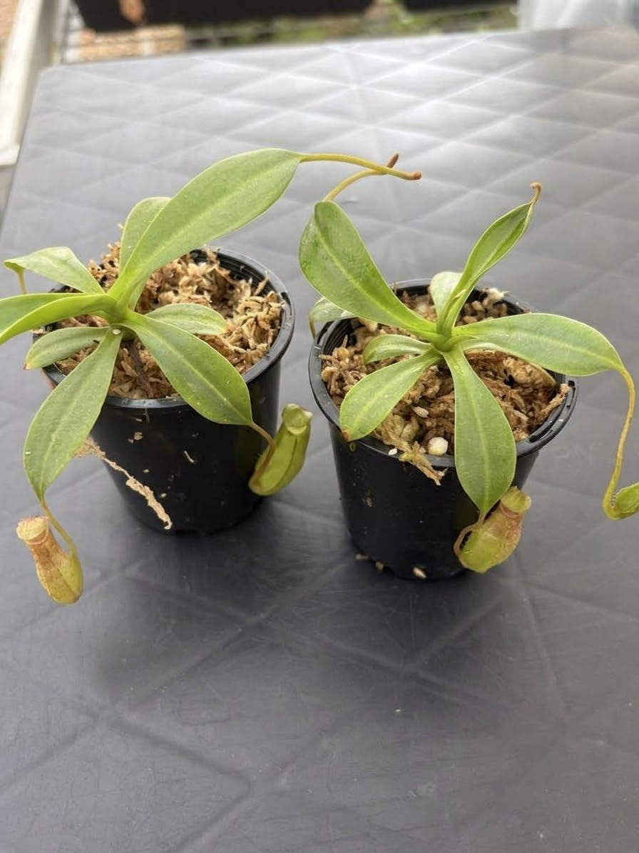 Nepenthes burkei x ephippiata BE-4652