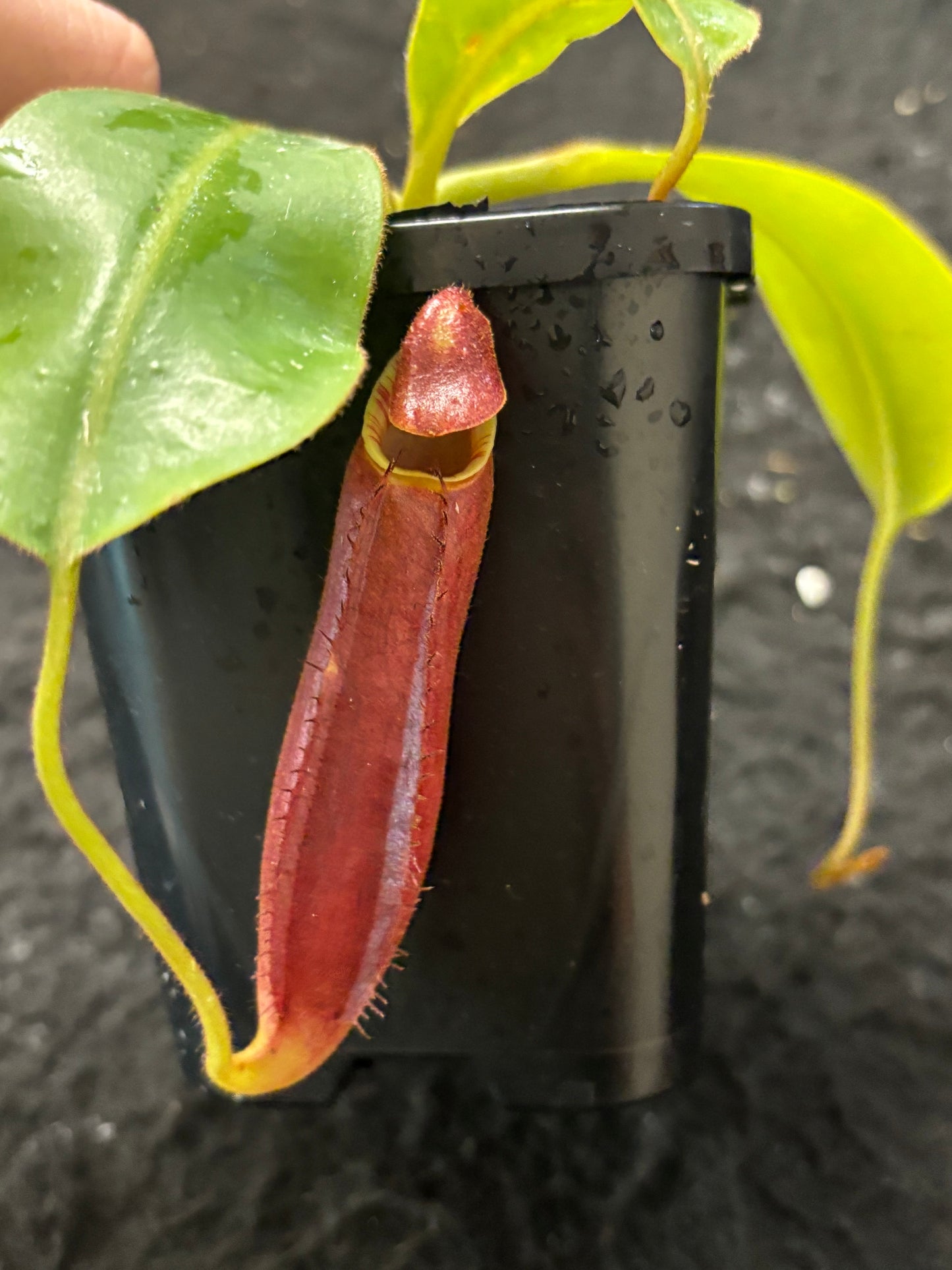 Nepenthes (veitchii x boschiana) x hamata SG