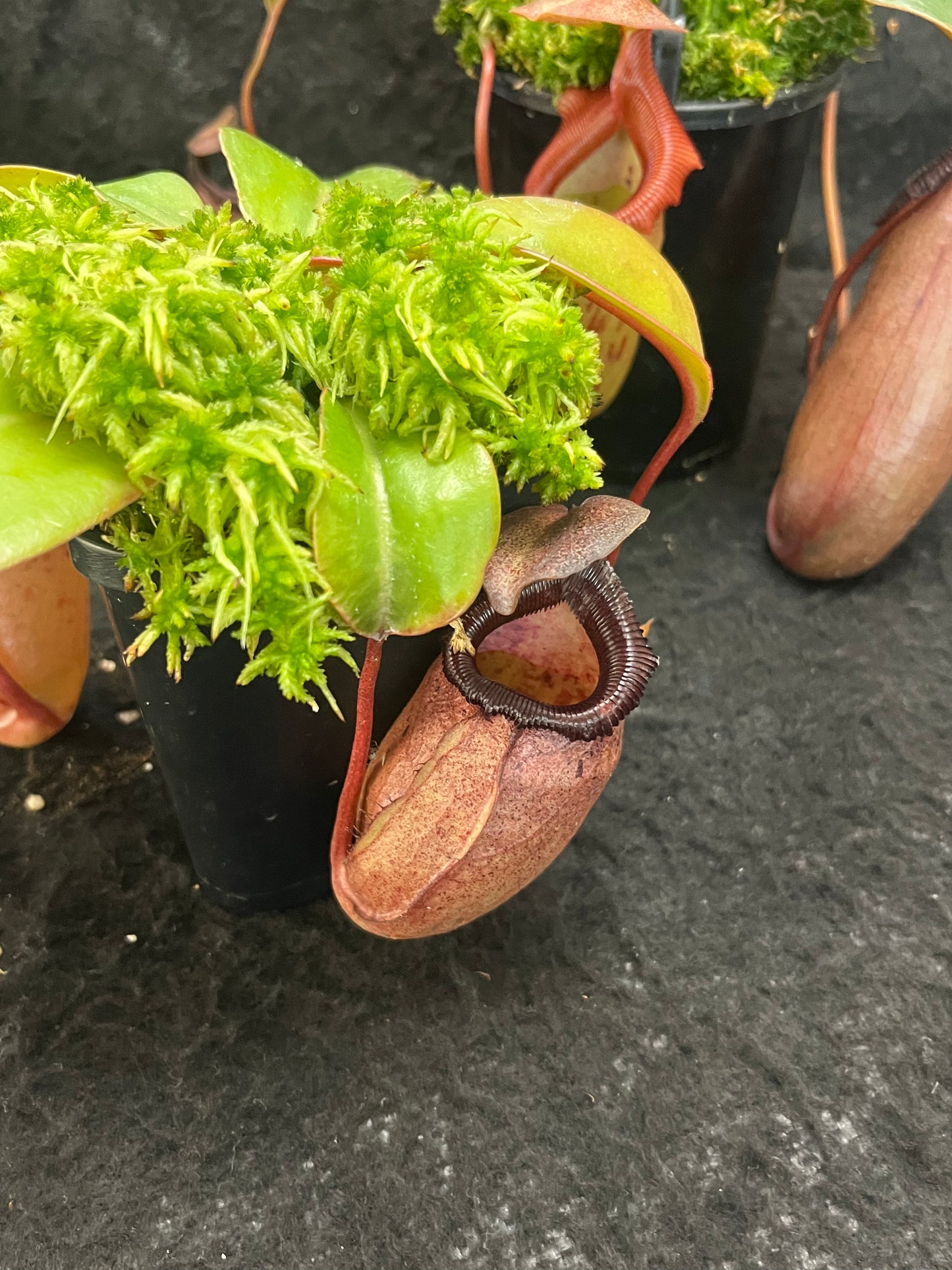 Nepenthes sibuyanensis x robcantleyi BE-3713