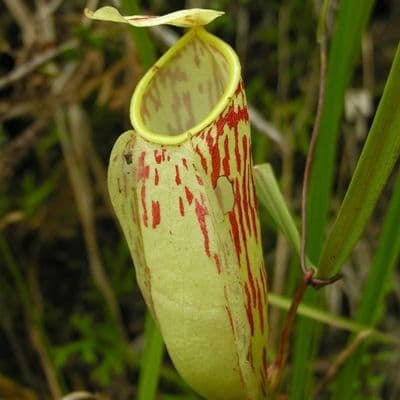 Nepenthes glabrata