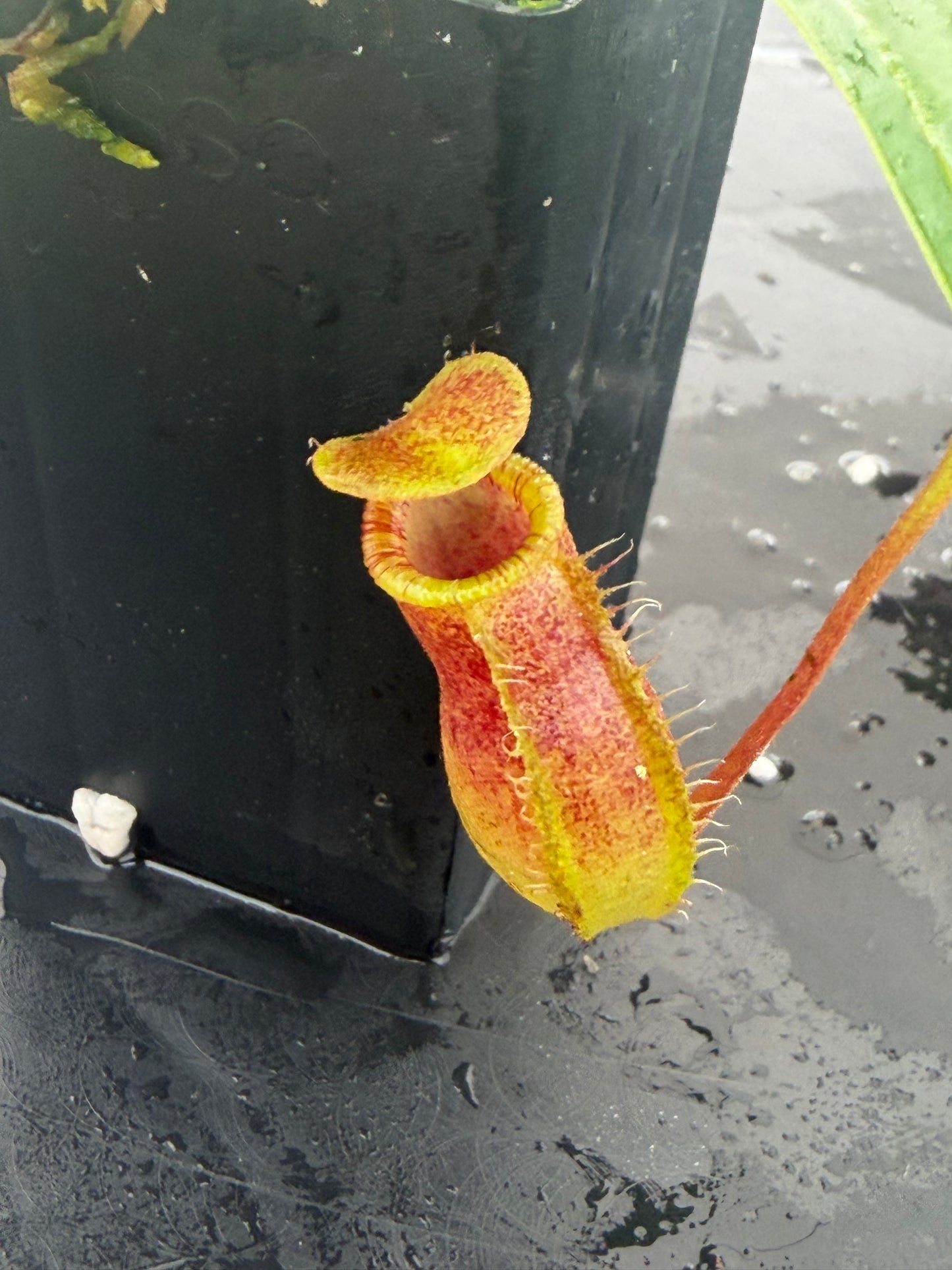 Nepenthes burkei x lowii BE-4669