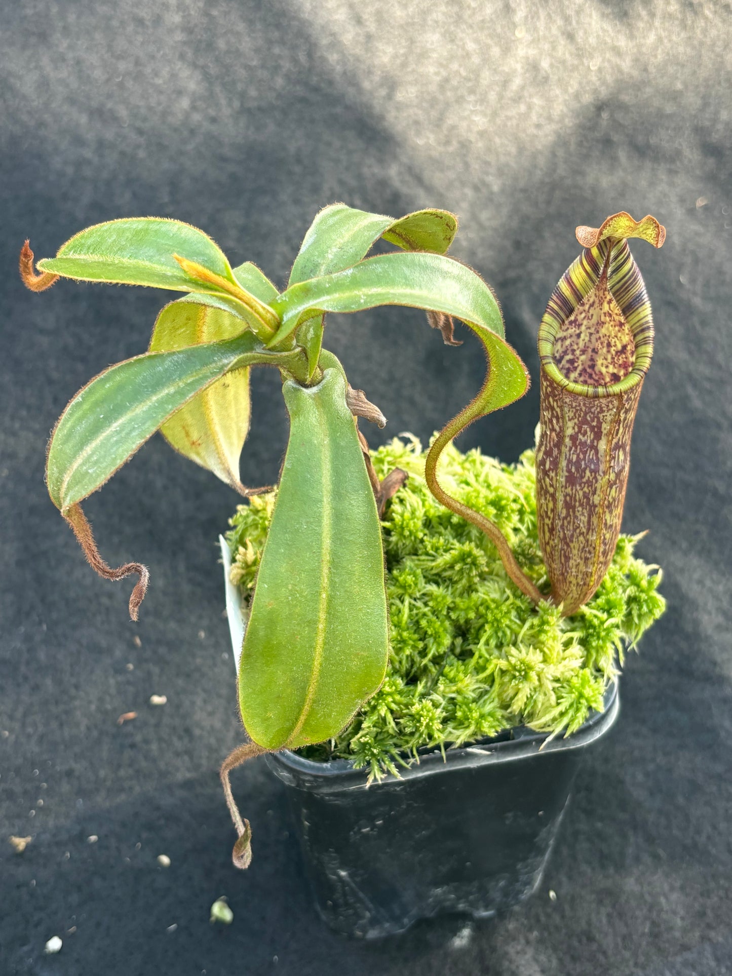 Nepenthes spectabilis x mollis Seed-grown