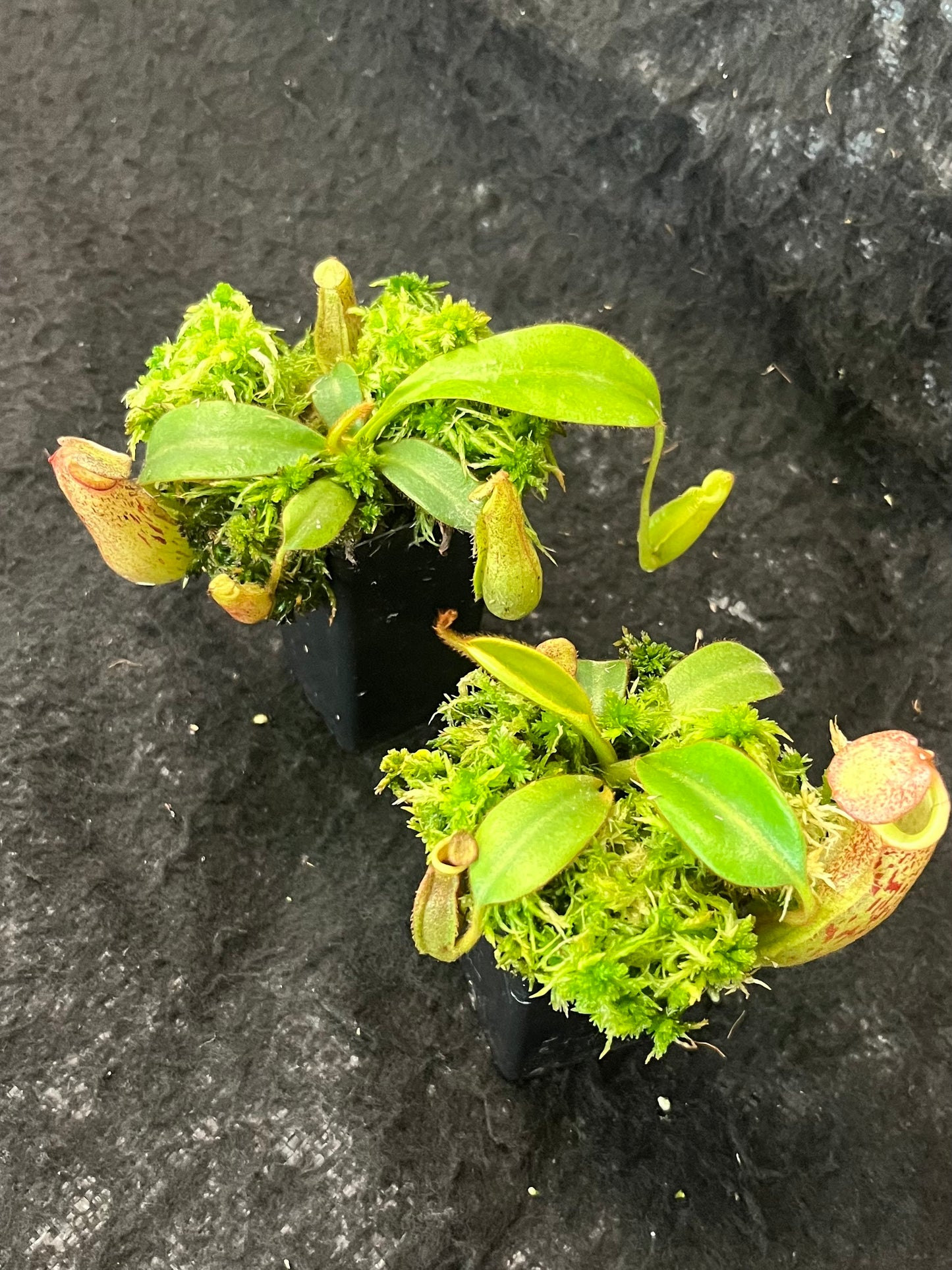 Nepenthes burbidgeae x veitchii BE-3723