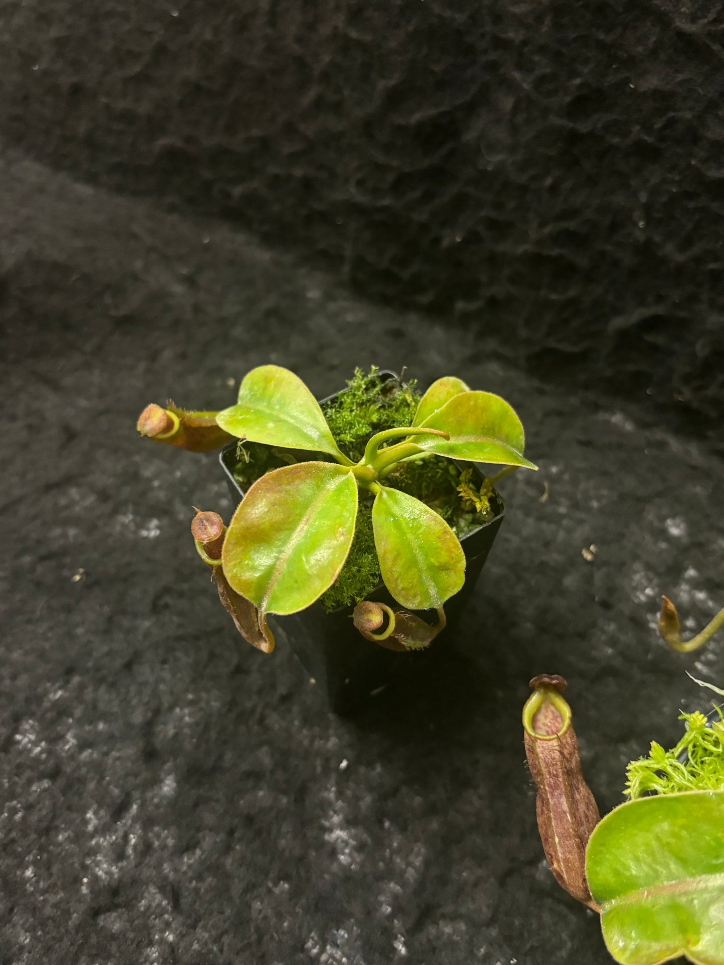 Nepenthes boschiana x mollis