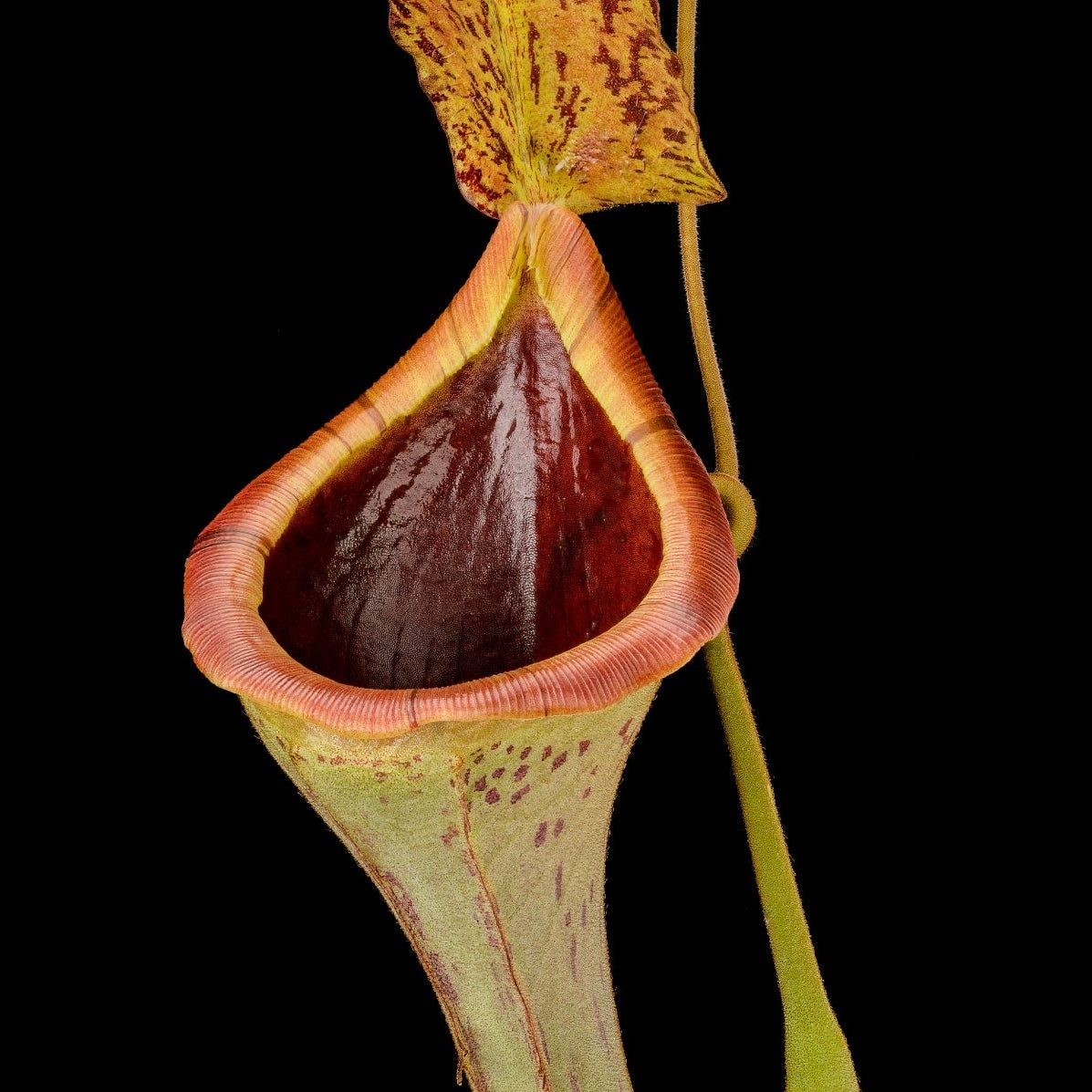 Nepenthes platychila x lowii SG