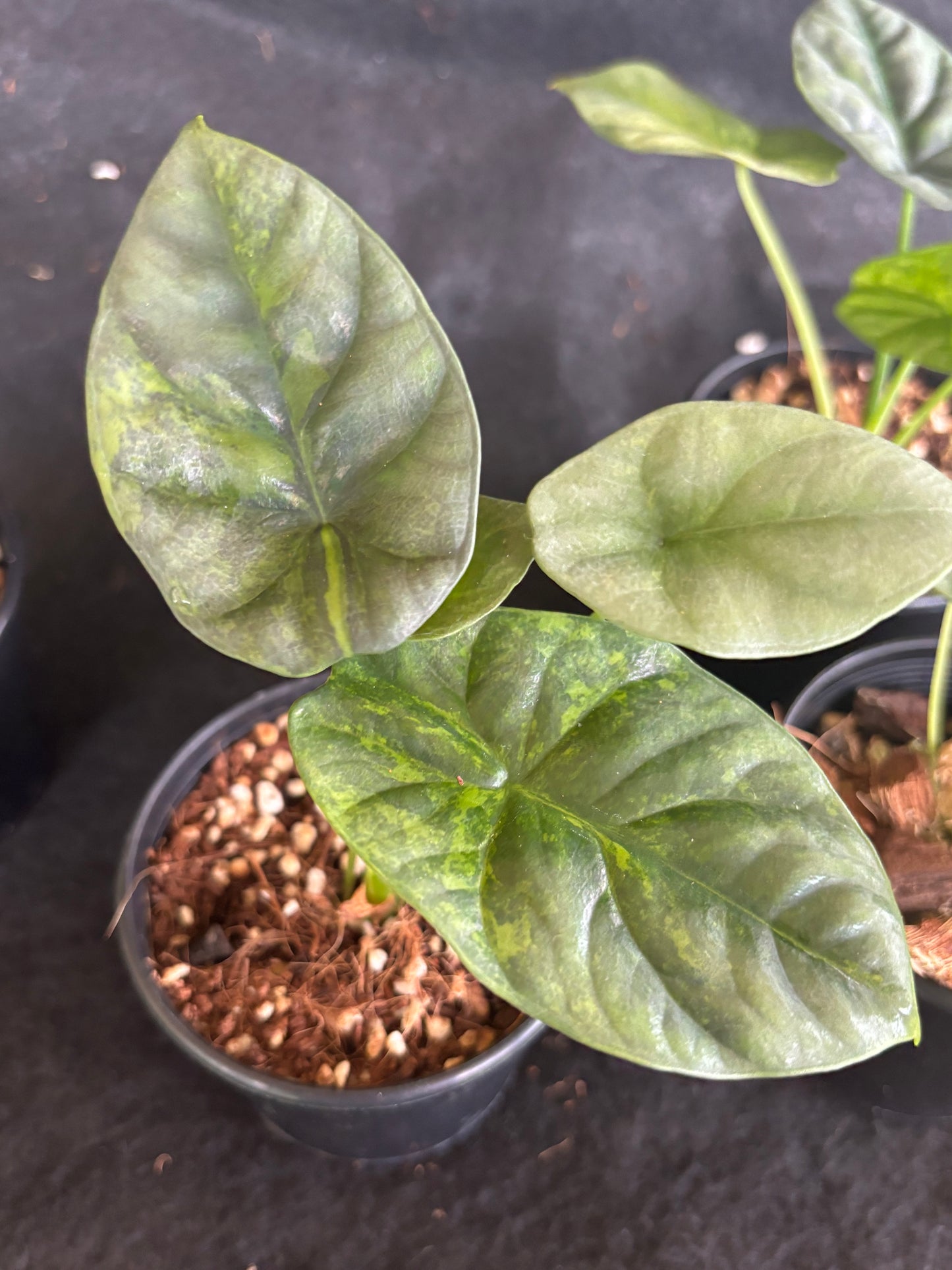 Alocasia sinuate variegared