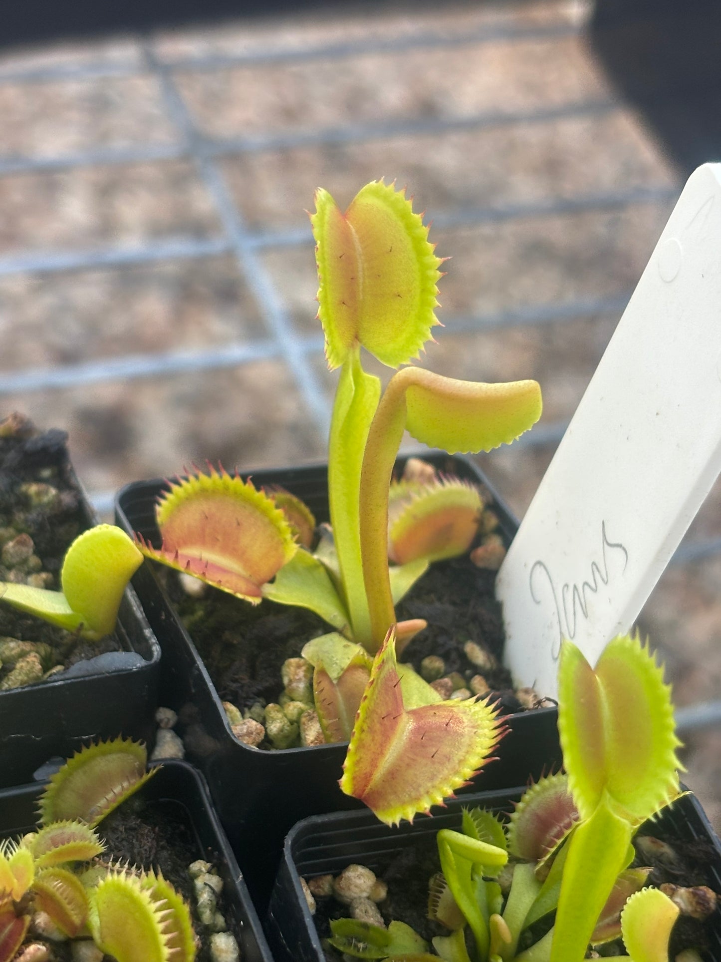 Dionaea muscipula jaws